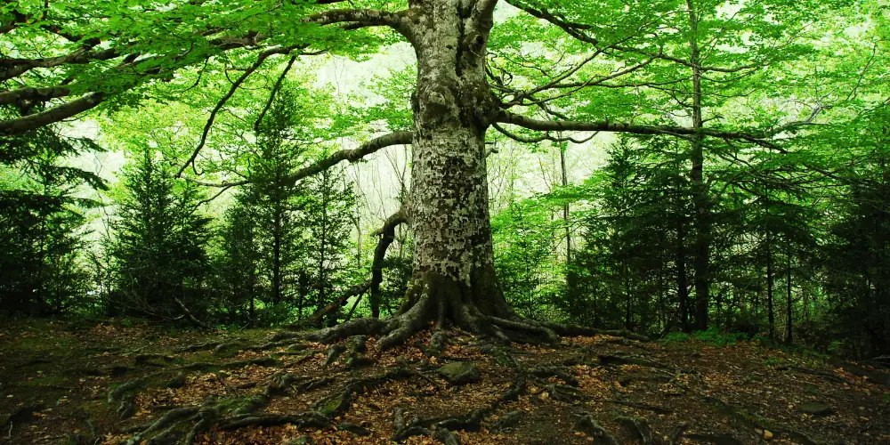 Staré lesy pro lepší klima